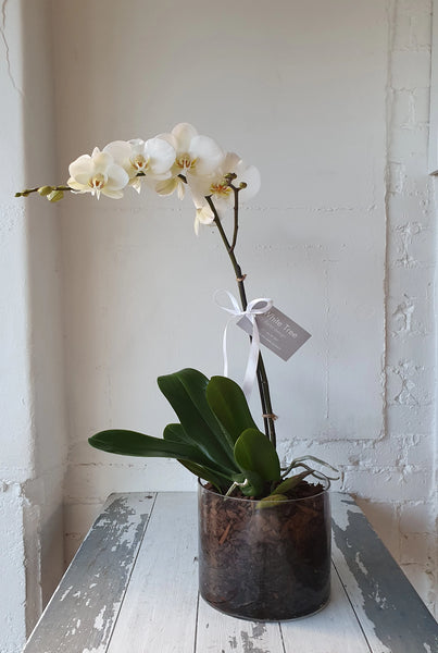 Phalaenopsis orchid plant