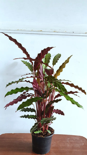 Calathea Rufibarba