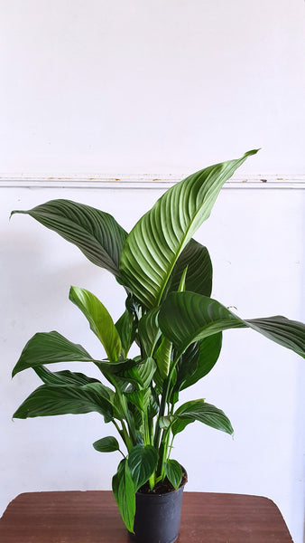 giant peace lily nz Peace Lily Silvana – White Tree Floral Design