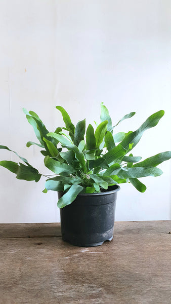 Phlebodium Blue Star Fern