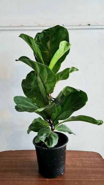 fiddle leaf fig