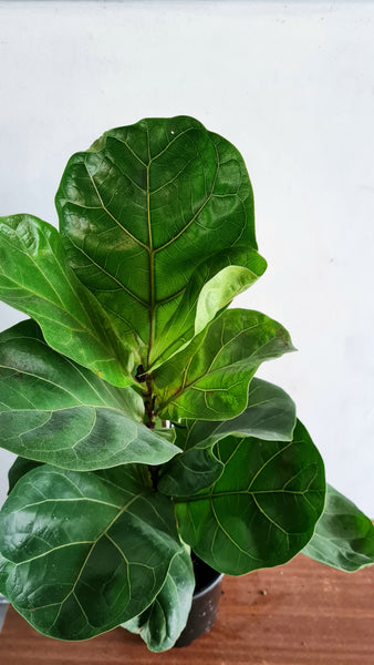 fiddle leaf fig