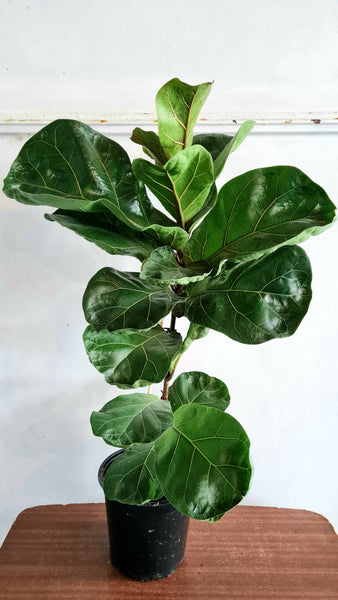 fiddle leaf fig