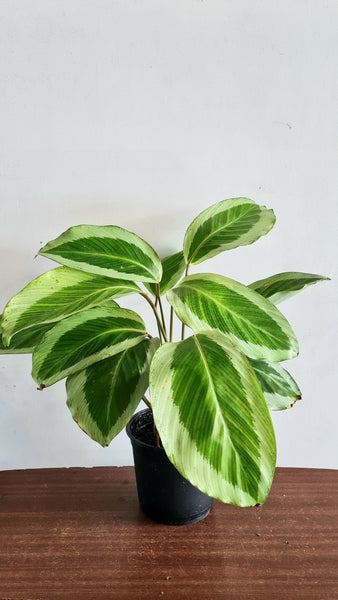 Calathea