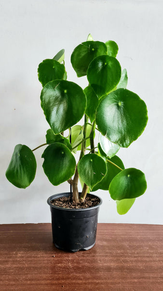 Peperomia Raindrop