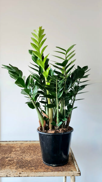 Zamioculcas Green