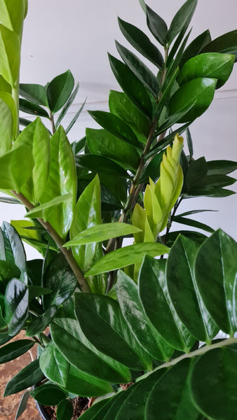 Zamioculcas Green
