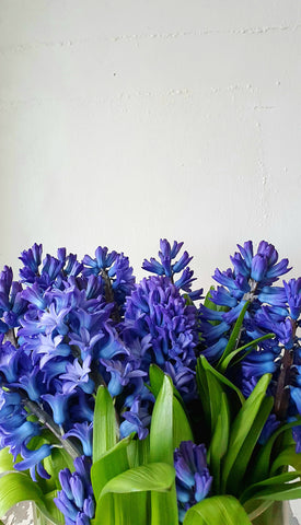 Hyacinth pot plant