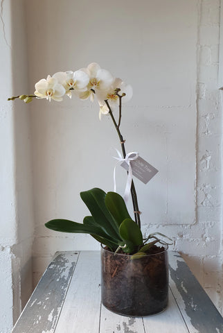 Phalaenopsis White Orchid in glass planter