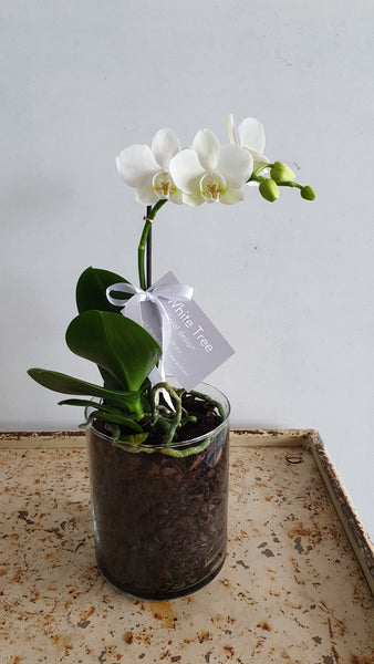 Mini Phalaenopsis Orchid Plant in Glass Cylinder