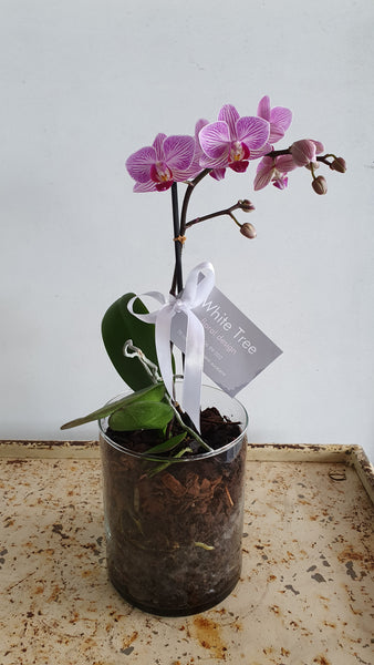 mini phalaenopsis orchid plant