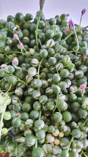 Variegated strings of pearls