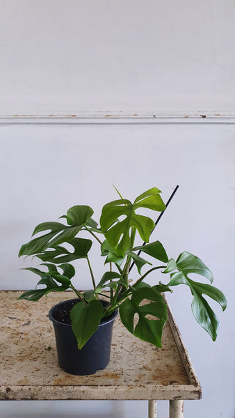 Philodendron Minima