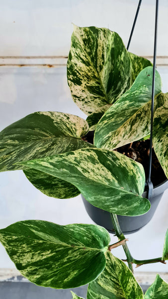 Epipremnum aureum - Marble Queen