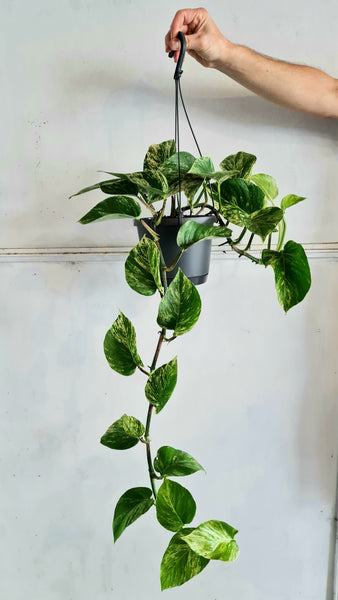 Epipremnum aureum - Marble Queen