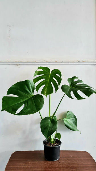 Monstera Deliciosa