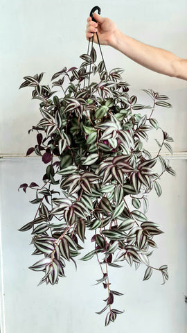 Tradescantia zebrinas -  purple wandering jew