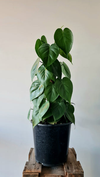 Heart Leaf Philodendron