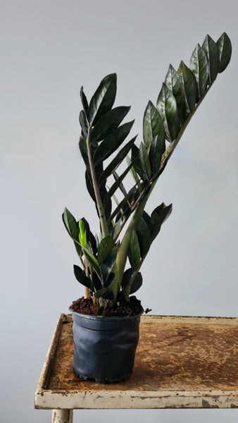 Zamioculcas Black