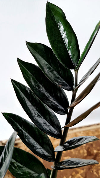 Zamioculcas Black