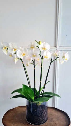 Phalaenopsis Plants White Orchid in glass planter