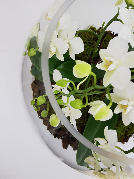 Mini Phalaenopsis Orchid Plants in Giant Glass Bowl