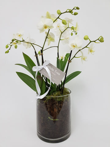 Mini Phalaenopsis Orchid Plants in Cylinder Glass