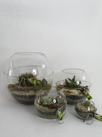 Terrariums in Glass Bowl